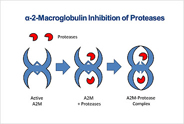 Treatment a2m injectionn